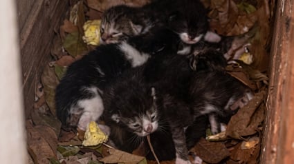 Illustration : Ces chatons nouveau-n&eacute;s cach&eacute;s entre 2 maisons sont secourus avant la pluie, puis retrouvent leur m&egrave;re