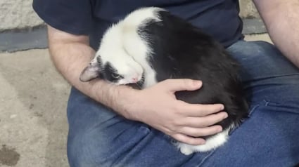 Illustration : Un couple recueille une chatte errante pour la nuit, puis elle donne naissance &agrave; 7 chatons chez eux