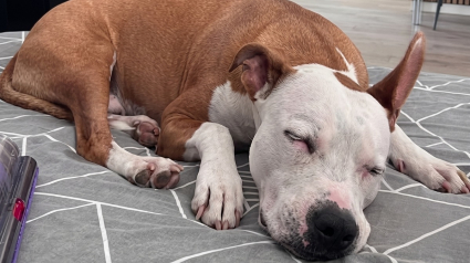 Illustration : Ce chien &eacute;tait battu et gard&eacute; sur un balcon, mais il vit depuis 5 ans dans une famille aimante