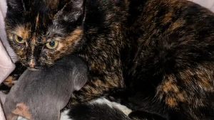 Illustration : Cette chatte câline un chiot nouveau-né et lui fait sa toilette pendant une pause de sa mère (vidéo)