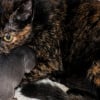 Illustration : Cette chatte c&acirc;line un chiot nouveau-n&eacute; et lui fait sa toilette pendant une pause de sa m&egrave;re (vid&eacute;o)
