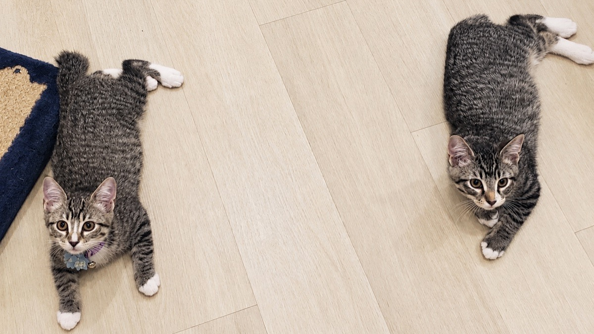 Illustration : "Deux chatons recueillis s’endorment sur le dossier du canapé pendant les émissions de faits divers"