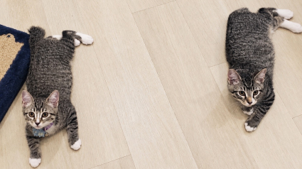 Illustration : Deux chatons recueillis s&rsquo;endorment sur le dossier du canap&eacute; pendant les &eacute;missions de faits divers