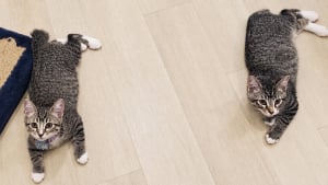 Illustration : Deux chatons recueillis s’endorment sur le dossier du canapé pendant les émissions de faits divers