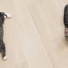 Illustration : Deux chatons recueillis s&rsquo;endorment sur le dossier du canap&eacute; pendant les &eacute;missions de faits divers