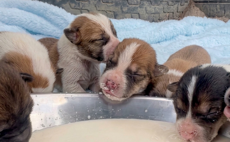 Une chienne errante et ses chiots reçoivent des provisions et une peluche géante grâce à des bénévoles
