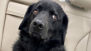 Illustration : Un chien sourd de 14 ans est retrouvé après 4 jours de recherches, la laisse coincée dans les bois