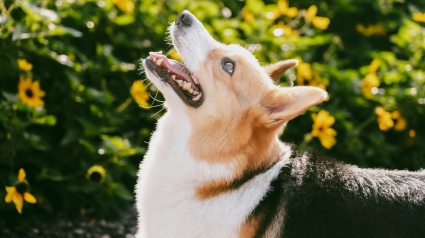 Illustration : La mauvaise haleine est-elle normale chez votre chien ?