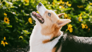 Illustration : "La mauvaise haleine est-elle normale chez votre chien ?"