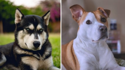 Illustration : La police secourt 2 chiens sans eau ni nourriture, dont l&rsquo;un &eacute;tait musel&eacute; et attach&eacute; &agrave; un meuble