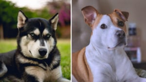Illustration : "La police secourt 2 chiens sans eau ni nourriture, dont l’un était muselé et attaché à un meuble"