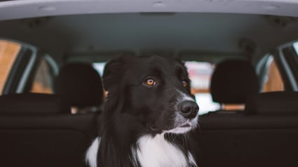 Illustration : Votre chien bave et tremble en voiture ? Les causes possibles et les gestes qui peuvent l&rsquo;aider
