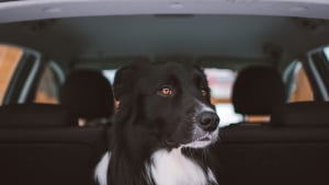 Illustration : "Votre chien bave et tremble en voiture ? Les causes possibles et les gestes qui peuvent l’aider"