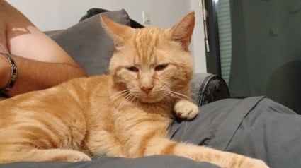Illustration : Un homme parcourt 800 km chaque week-end pour chercher son chat perdu sur une aire d&rsquo;autoroute, retrouv&eacute; apr&egrave;s 3 mois