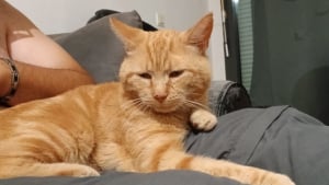 Illustration : Un homme parcourt 800 km chaque week-end pour chercher son chat perdu sur une aire d’autoroute, retrouvé après 3 mois