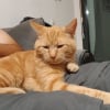 Illustration : Un homme parcourt 800 km chaque week-end pour chercher son chat perdu sur une aire d&rsquo;autoroute, retrouv&eacute; apr&egrave;s 3 mois