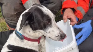 Une chienne coincée dans des barbelés est libérée par les pompiers avec l’aide de sa propriétaire