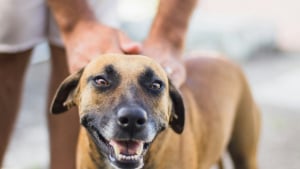 Illustration : "La puce électronique permet-elle de géolocaliser un chien perdu ?"