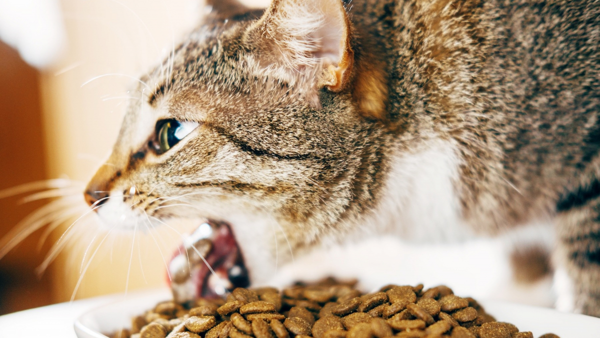 Illustration : "Votre chat recrache des croquettes presque intactes après le repas ? Les causes possibles et les gestes à essayer"