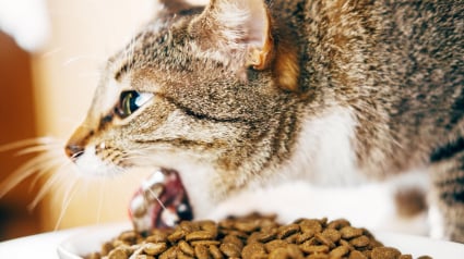 Illustration : Votre chat recrache des croquettes presque intactes apr&egrave;s le repas ? Les causes possibles et les gestes &agrave; essayer