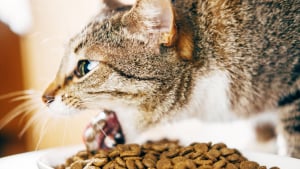 Illustration : "Votre chat recrache des croquettes presque intactes après le repas ? Les causes possibles et les gestes à essayer"