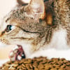Illustration : Votre chat recrache des croquettes presque intactes apr&egrave;s le repas ? Les causes possibles et les gestes &agrave; essayer