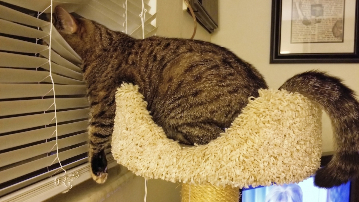 Illustration : "13 photos de chats qui ont le don de se retrouver dans des situations saugrenues"