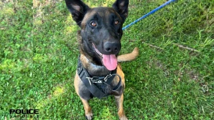 Illustration : Ce chien policier de Rouen est retrait&eacute; &agrave; 4 ans et cherche une nouvelle famille pour l&rsquo;accueillir