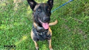 Illustration : Ce chien policier de Rouen est retraité à 4 ans et cherche une nouvelle famille pour l’accueillir