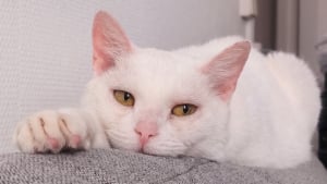 Illustration : 6 annonces de chats blancs qui cherchent une famille aimante pour la vie