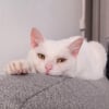 Illustration : 6 annonces de chats blancs qui cherchent une famille aimante pour la vie
