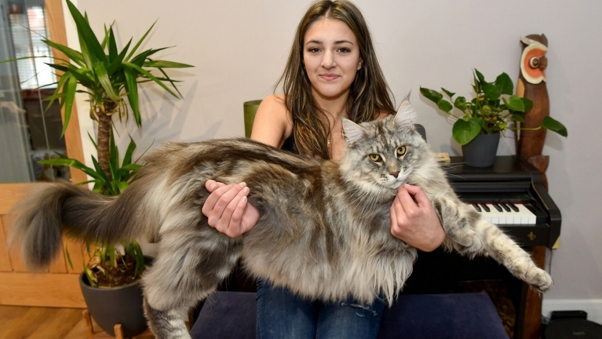 Illustration : "Ces 6 races de grands chats sont réputées pour leur douceur et leur proximité avec les humains"