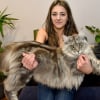 Illustration : Ces 6 races de grands chats sont r&eacute;put&eacute;es pour leur douceur et leur proximit&eacute; avec les humains