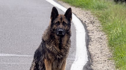 Illustration : Ce chien abandonn&eacute; reniflait chaque voiture qui ralentissait, puis une habitante l&rsquo;a recueilli