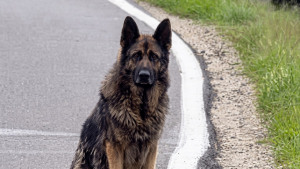 Illustration : Ce chien abandonné reniflait chaque voiture qui ralentissait, puis une habitante l’a recueilli