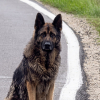 Illustration : Ce chien abandonn&eacute; reniflait chaque voiture qui ralentissait, puis une habitante l&rsquo;a recueilli