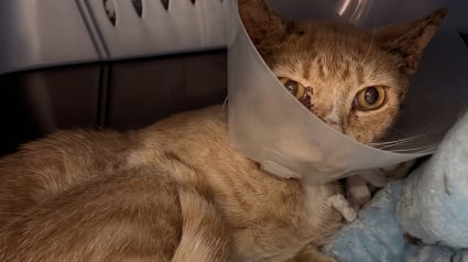 Illustration : Lib&eacute;r&eacute; du bocal qui lui coin&ccedil;ait la t&ecirc;te, ce chat m&eacute;fiant finit par accepter les caresses de son sauveur