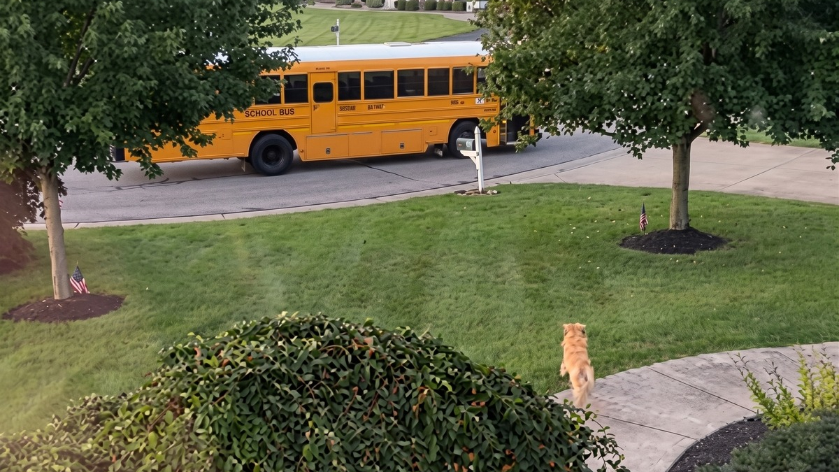 Illustration : "Pieds nus et en pyjama, elle court après son Golden Retriever qui fonce vers le bus scolaire de ses enfants (vidéo)"