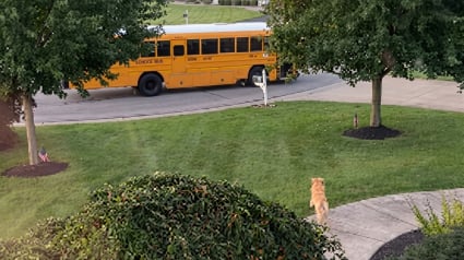 Illustration : Pieds nus et en pyjama, elle court apr&egrave;s son Golden Retriever qui fonce vers le bus scolaire de ses enfants (vid&eacute;o)