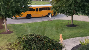 Illustration : Pieds nus et en pyjama, elle court après son Golden Retriever qui fonce vers le bus scolaire de ses enfants (vidéo)