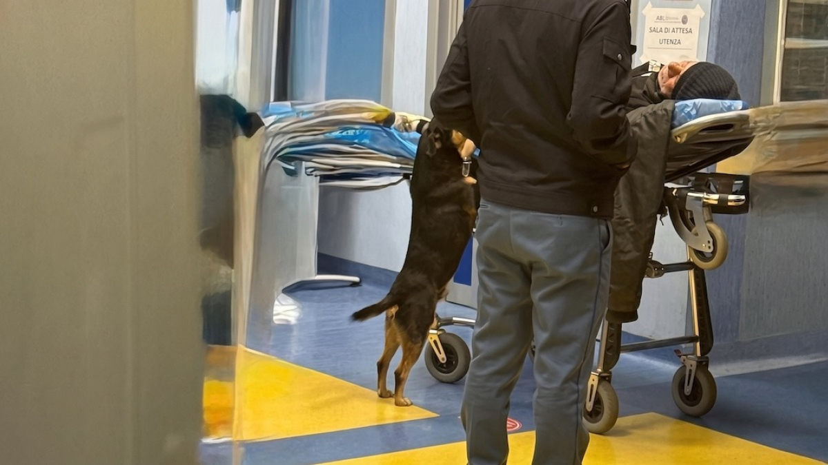 Illustration : "Le chien qui avait suivi l’ambulance de son maître est retrouvé seul près d’une gare après son adoption"