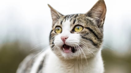 Illustration : Votre chat ouvre la bouche sans son perceptible ? Les causes possibles et les signes qui doivent alerter