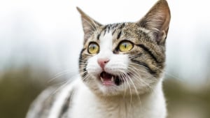 Illustration : "Votre chat ouvre la bouche sans son perceptible ? Les causes possibles et les signes qui doivent alerter"