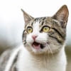 Illustration : Votre chat ouvre la bouche sans son perceptible ? Les causes possibles et les signes qui doivent alerter