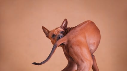 Illustration : Votre chien court apr&egrave;s sa queue ? Les causes possibles et les signes qui justifient de consulter