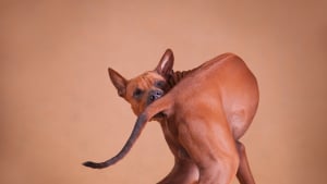 Illustration : "Votre chien court après sa queue ? Les causes possibles et les signes qui justifient de consulter"
