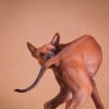 Illustration : Votre chien court apr&egrave;s sa queue ? Les causes possibles et les signes qui justifient de consulter