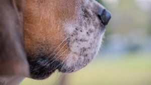 Illustration : "Un chien aide à retrouver un octogénaire disparu depuis 2 jours dans le Vaucluse, bloqué près de chez lui"