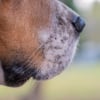 Illustration : Un chien aide &agrave; retrouver un octog&eacute;naire disparu depuis 2 jours dans le Vaucluse, bloqu&eacute; pr&egrave;s de chez lui