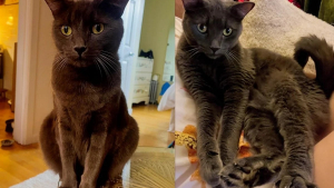 Illustration : Ballotté de foyer en foyer, ce chat voit son passé ressurgir grâce à sa puce électronique